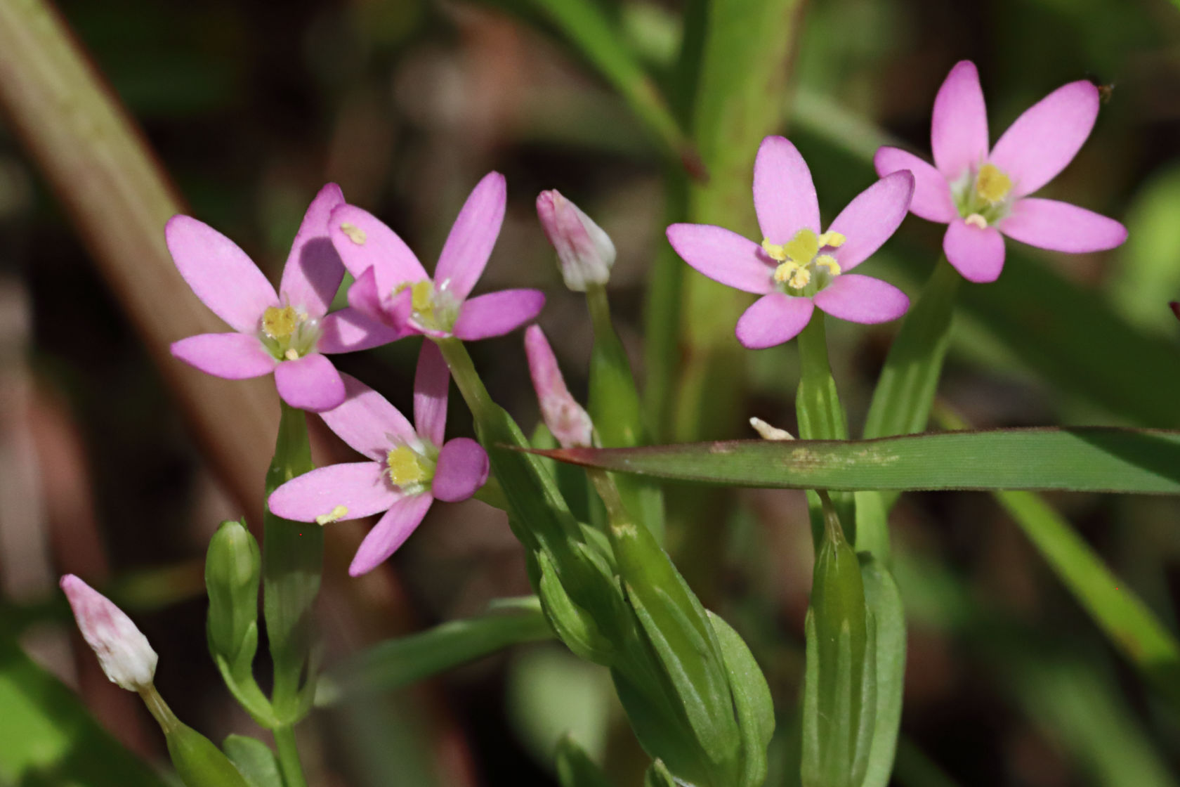 Branching Centaury