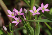 Centaurium pulchellum