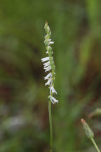 Spiranthes vernalis