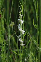 Spiranthes vernalis