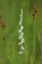 Spiranthes vernalis