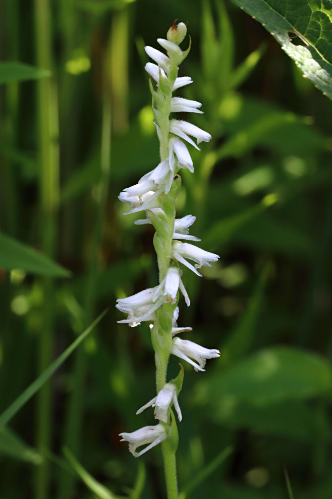 Grass-Leaved Ladies' Tresses