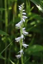 Spiranthes vernalis