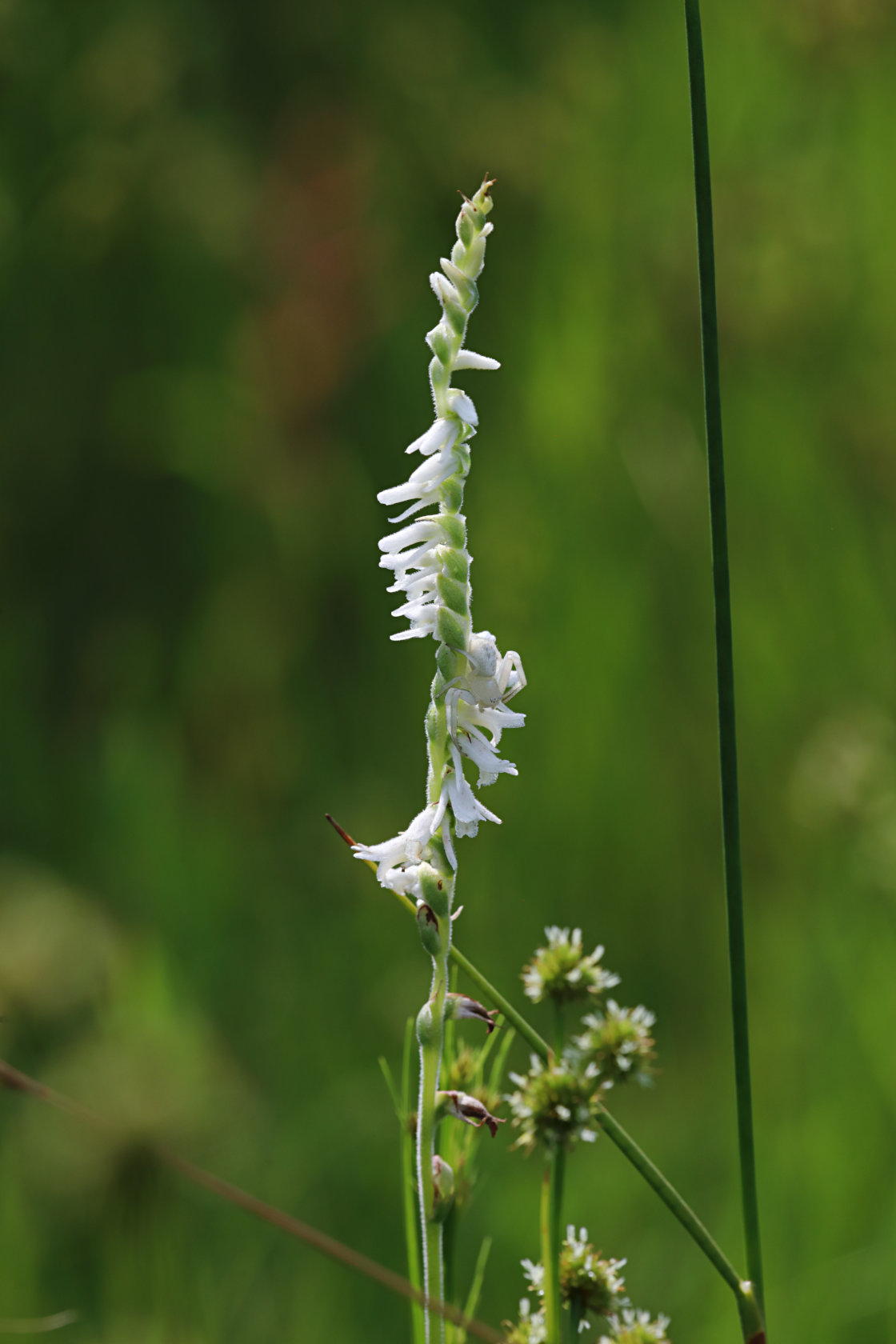 Grass-Leaved Ladies' Tresses