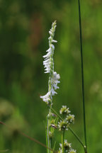 Spiranthes vernalis