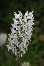 Northern White Fringed Orchis