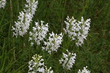 Northern White Fringed Orchis