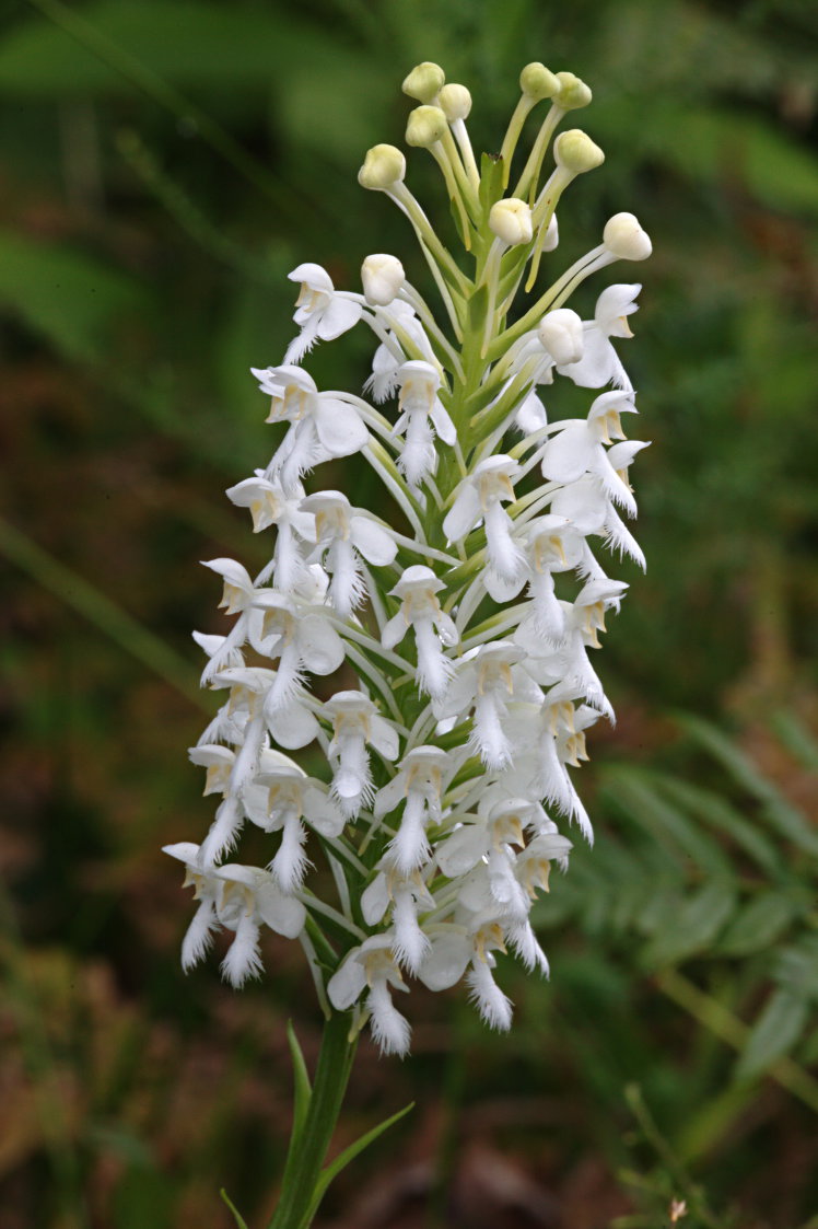 Northern White Fringed Orchis