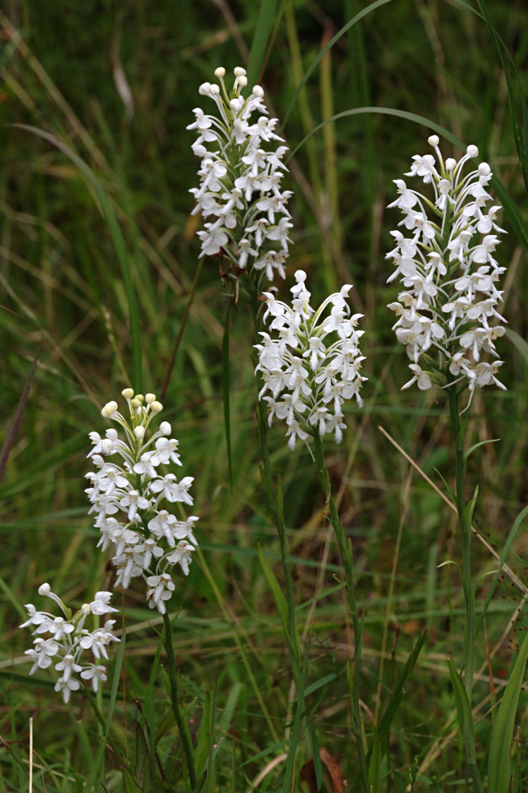 Northern White Fringed Orchis