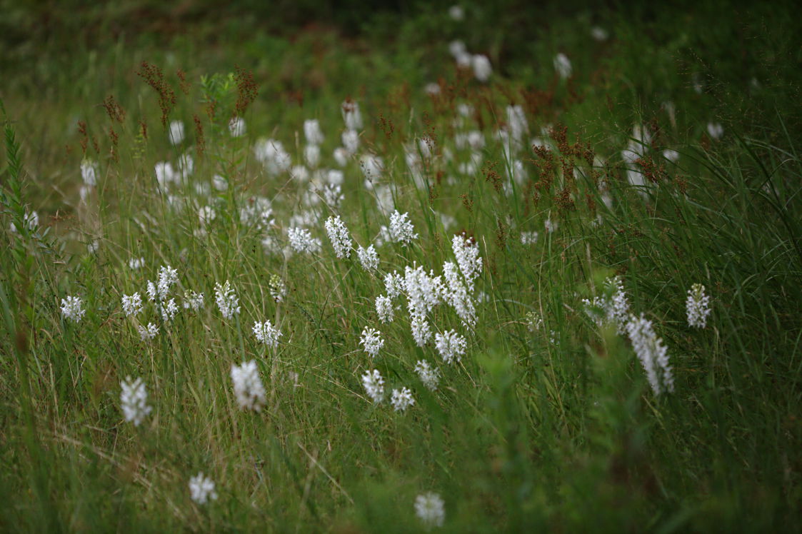 Northern White Fringed Orchis