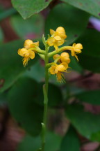 Orange Crested Orchis