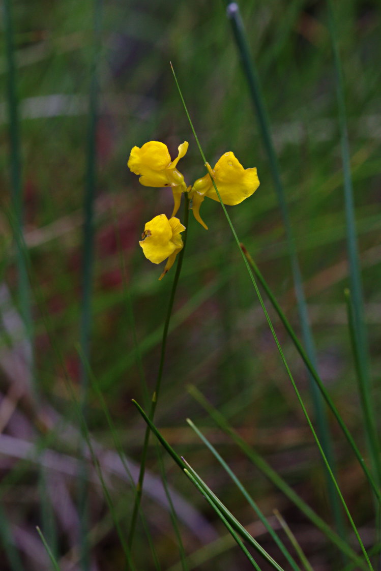 Horned Bladderwort