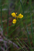 Horned Bladderwort