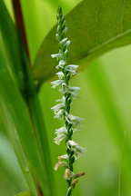 Spiranthes lacera var. gracilis