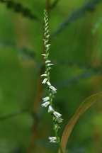 Spiranthes lacera var. gracilis