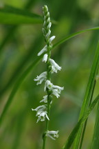 Spiranthes lacera var. gracilis