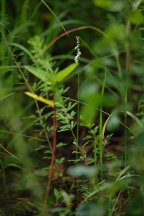 Spiranthes lacera var. gracilis