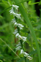 Spiranthes lacera var. gracilis