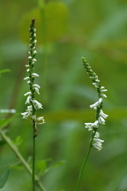 Spiranthes lacera var. gracilis