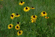 Rudbeckia hirta