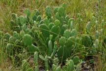 Opuntia humifusa