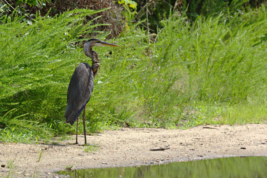 Great Blue Heron