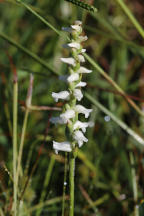 Spiranthes cernua