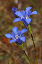 Pine Barren Gentian