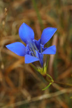 Gentiana autumnalis