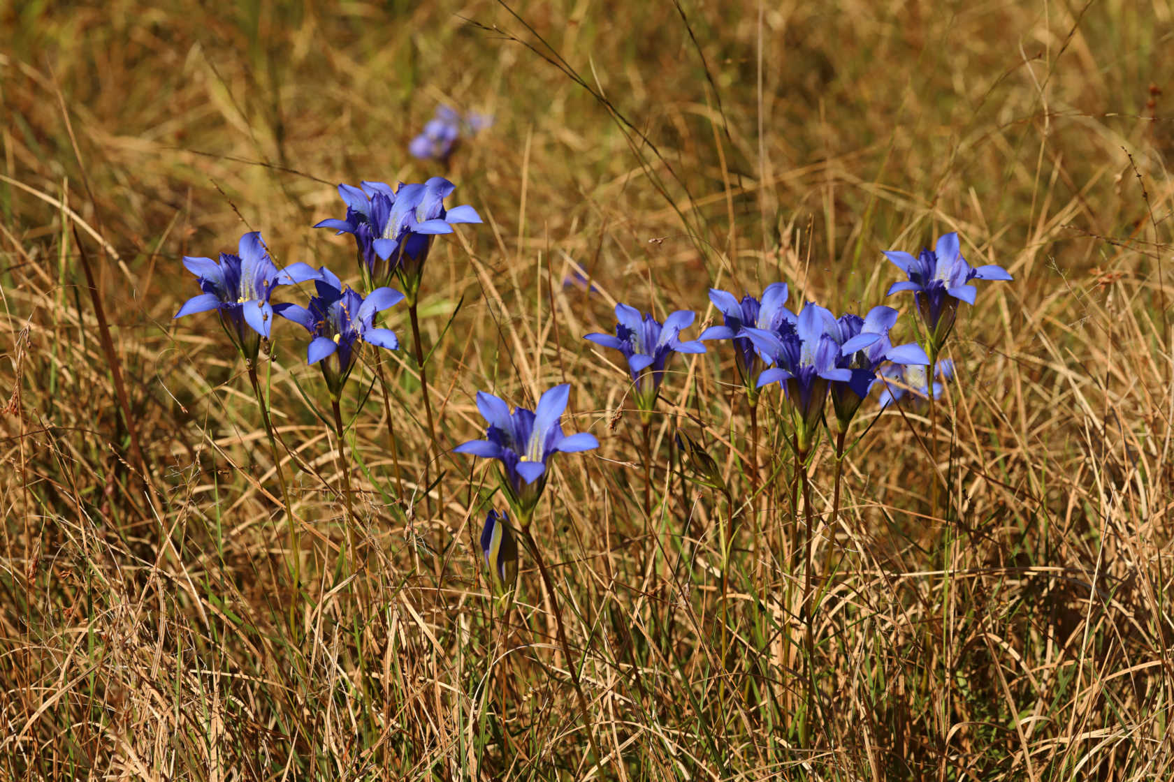 Pine Barren Gentian