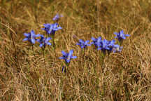 Pine Barren Gentian