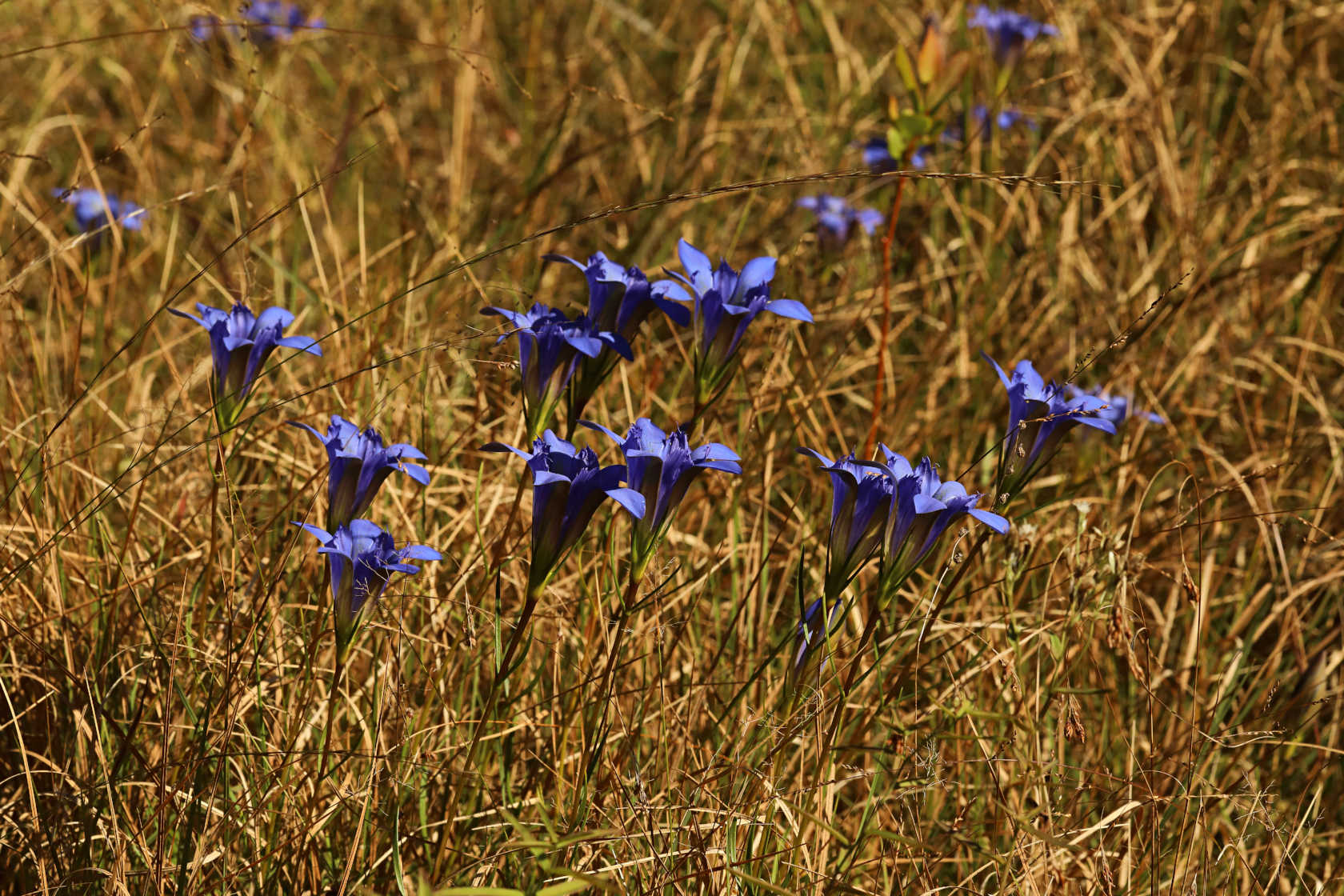 Pine Barren Gentian