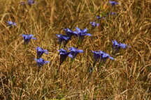 Pine Barren Gentian