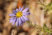 Ionactis linariifolius