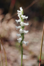 Spiranthes cernua