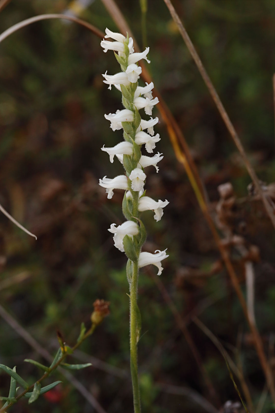 Nodding Ladies' Tresses