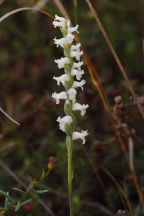 Spiranthes cernua