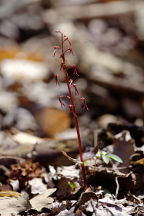 Listera australis