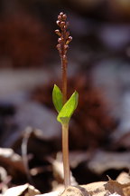 Listera australis