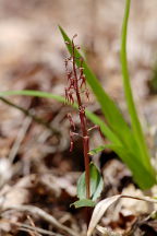 Listera australis