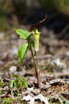 Ariasema triphyllum