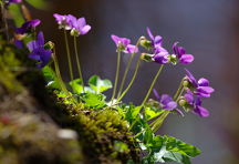 Common Blue Violet