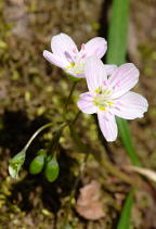 Claytonia virginica