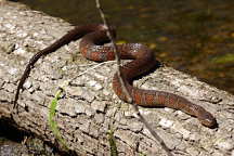 Northern Water Snake