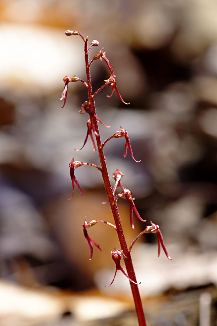 Southern Twayblade