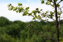 Brown-Headed Nuthatch