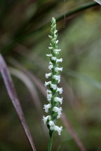 Spiranthes ochroleuca