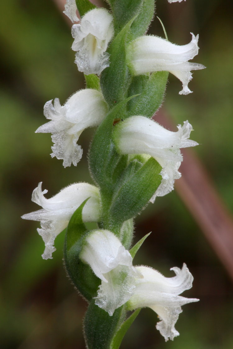 Yellow Ladies' Tresses