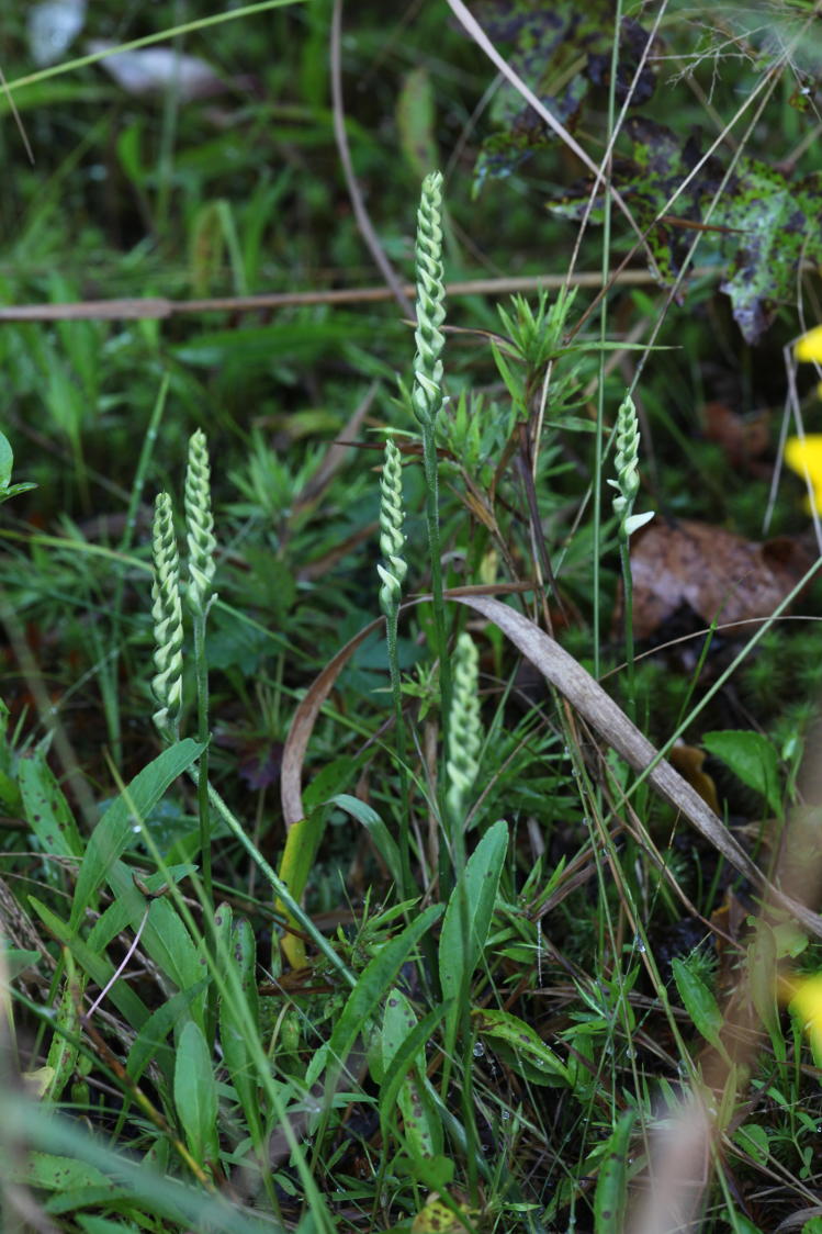 Yellow Ladies' Tresses