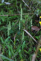 Spiranthes cernua